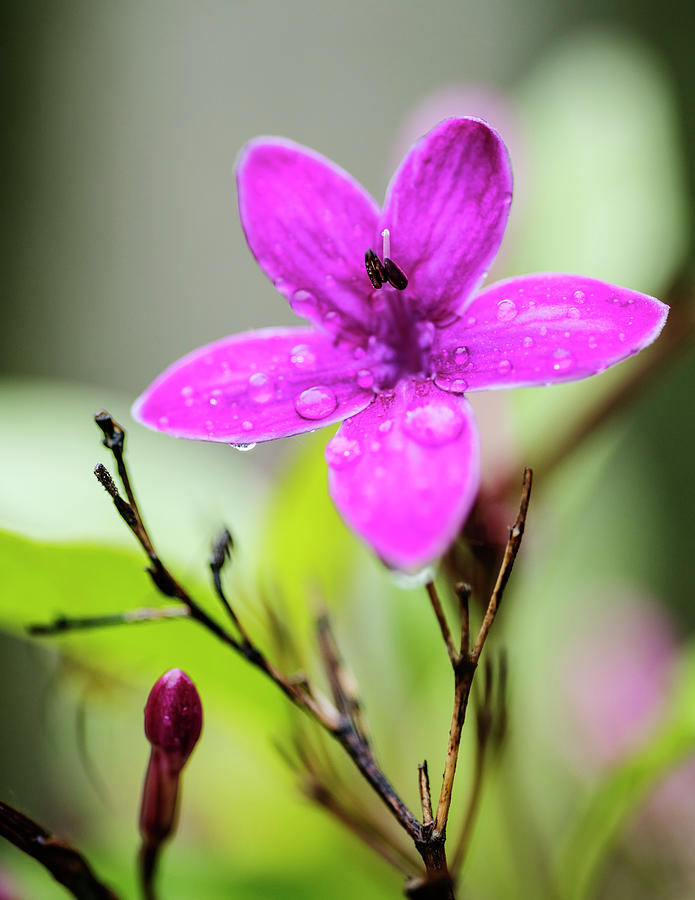 Barleria Purple Dazzler Photograph by Vishwanath Bhat