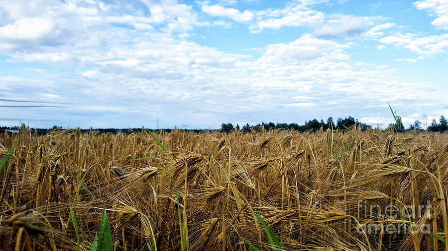Landscape Photograph - Barley and sky in Oulu, Finland. by Cesar Padilla Landscape Photograph - Barley and sky in Oulu, Finland. by Cesar Padilla