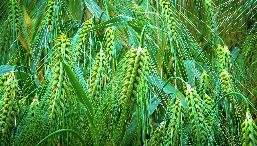 Cereal Photograph - Barley Art - Green Barley Field Photography  by Wall Art Prints