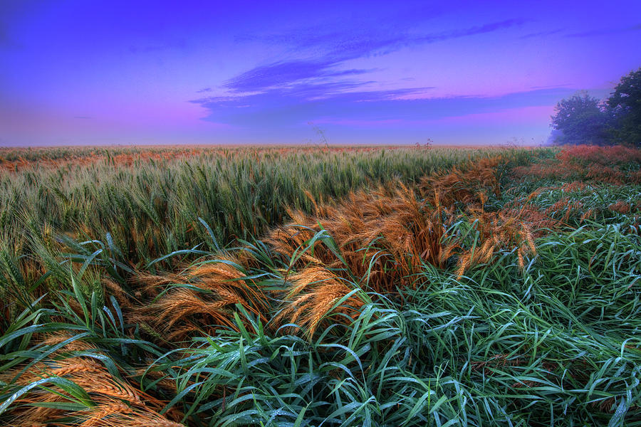 Barley Photograph by Dan Jurak