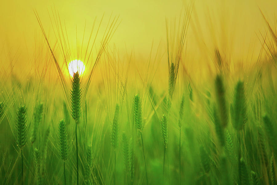 Barley Field At Sunrise Photograph by Mountain Dreams | Fine Art America