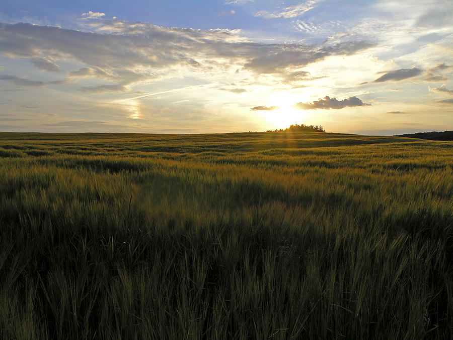 Barley field at sunset Photograph by E Petersen - Fine Art America