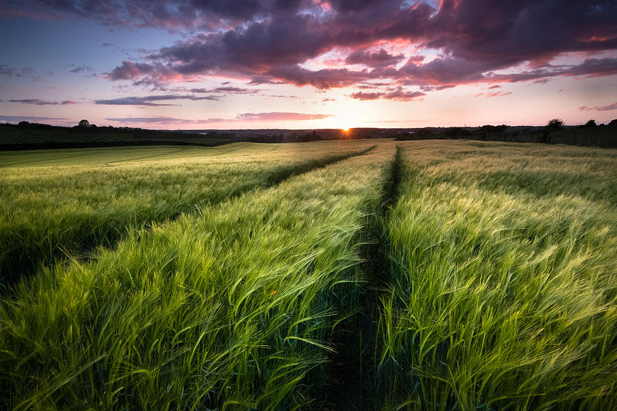 Sunset Photograph - Barley fields at Sunset by Ian Hufton