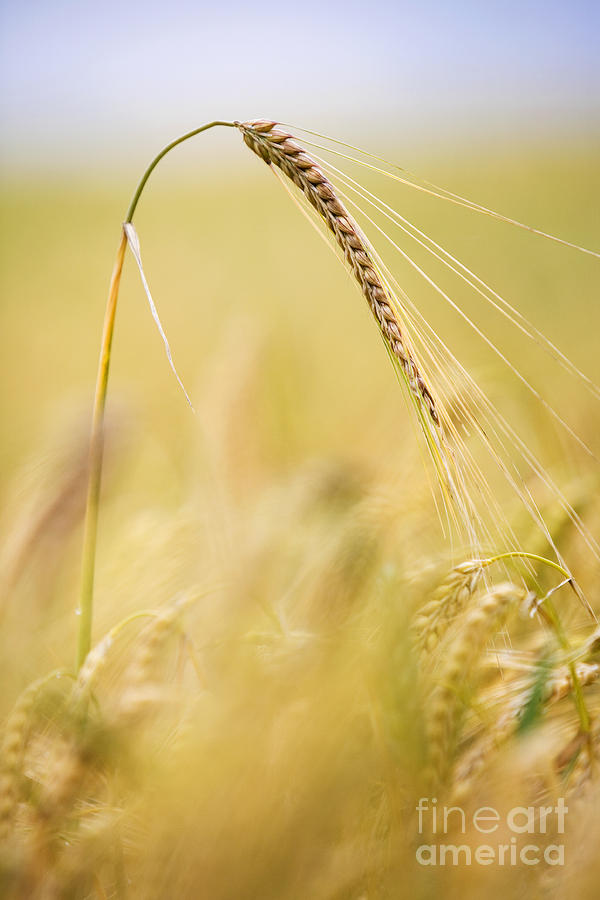 Summer Photograph - Barley by Tim Gainey