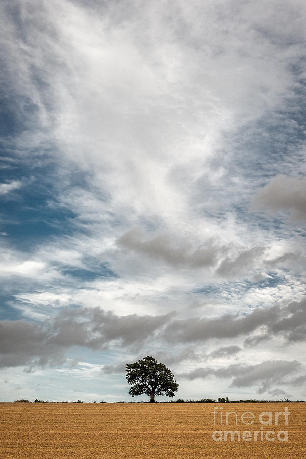 Summer Photograph - Barley Tree  by Richard Thomas