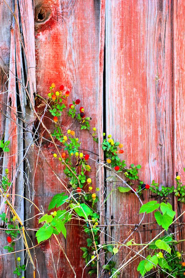 Barn Photograph - Barn and Berries by Karen Wagner