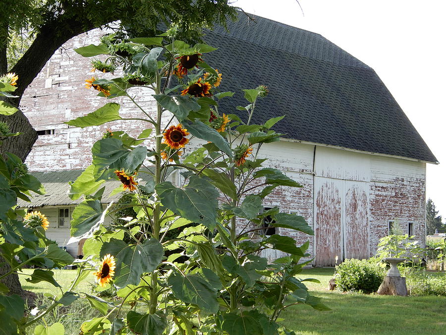 Poppy Photograph - Barn And Sunflower Garden 2018 by Tina M Wenger