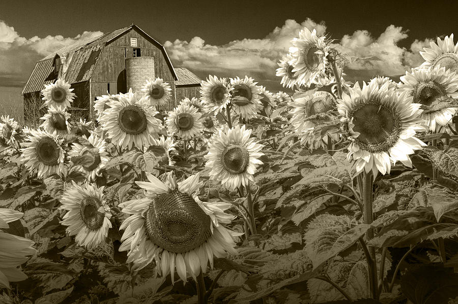 Barn And Sunflowers In Sepia Tone Photograph