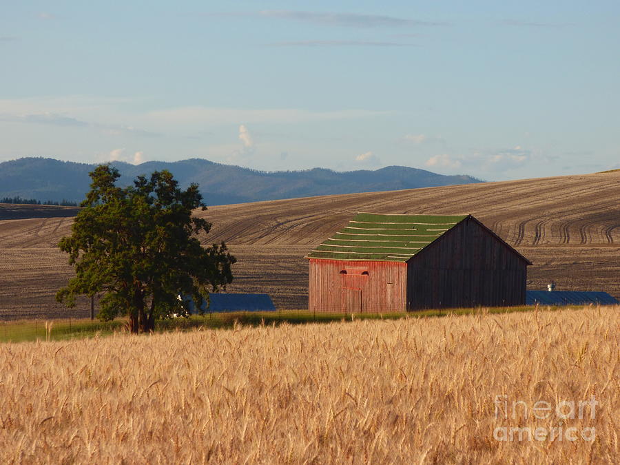Barn and Wheat Photograph by Charles Robinson