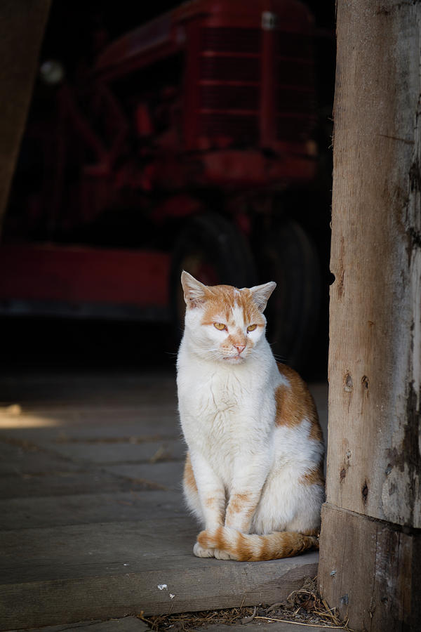 Barn Cat and Tractor Photograph by Dennis Dame