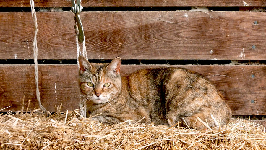 Barn Cat Photograph by Jason Freedman
