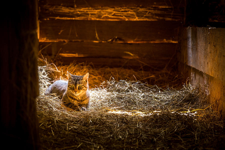 Barn Cat Photograph by Wesley Blankenship | Fine Art America