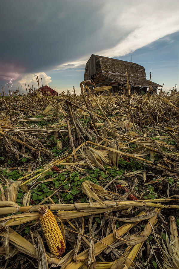 Barn corn Photograph by Aaron J Groen