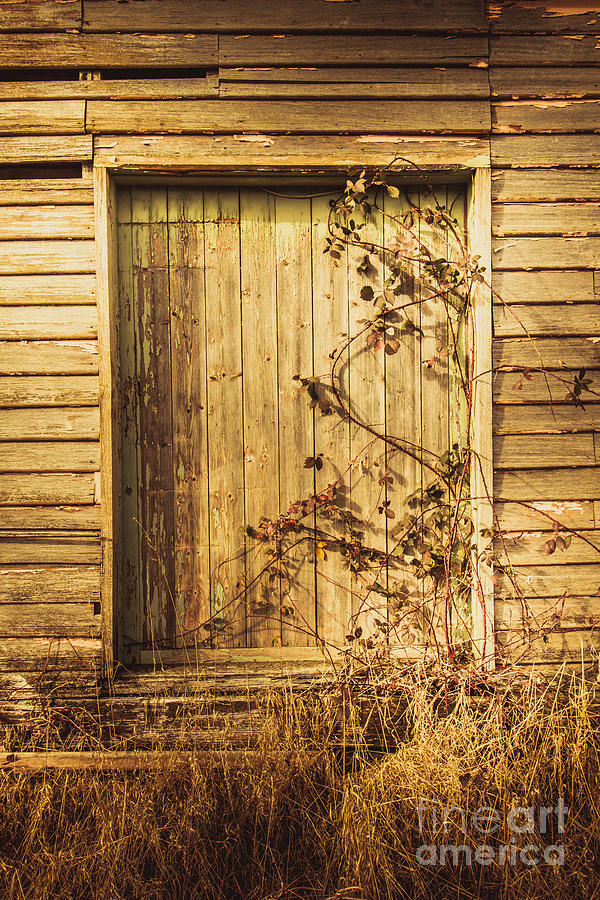 Barn doors and hanging vines Photograph by Jorgo Photography