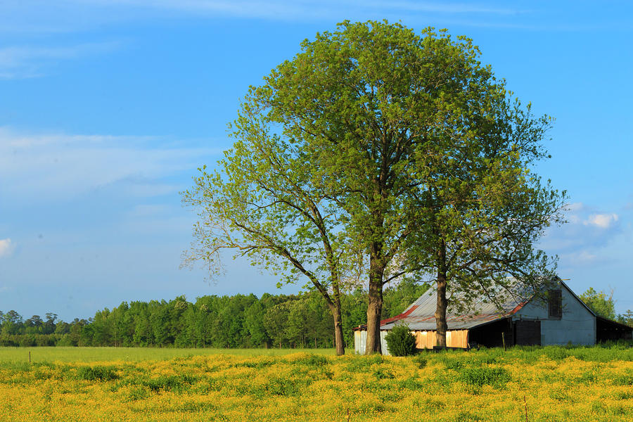 Barn in a Field Photograph by Travis Rogers