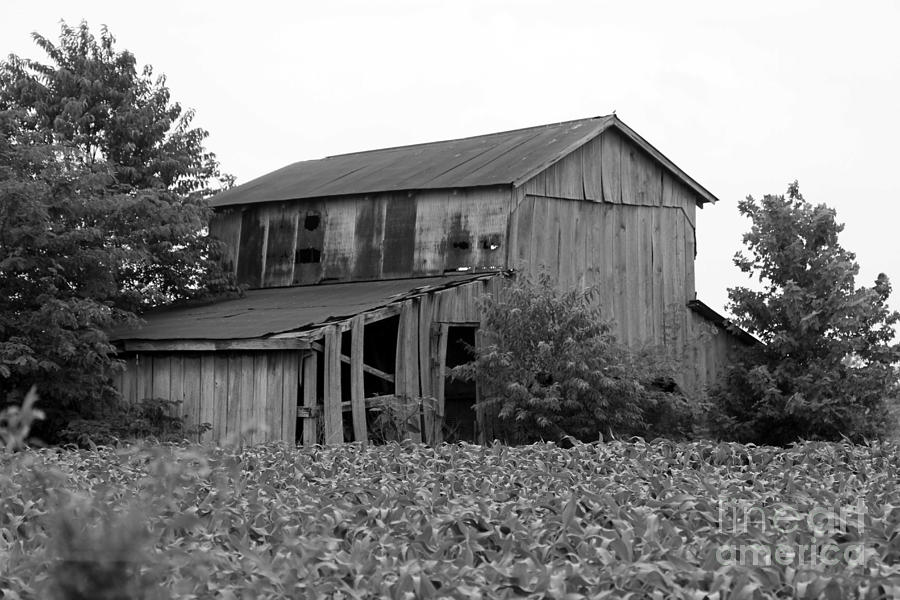 Barn In Illinois No 3 Photograph