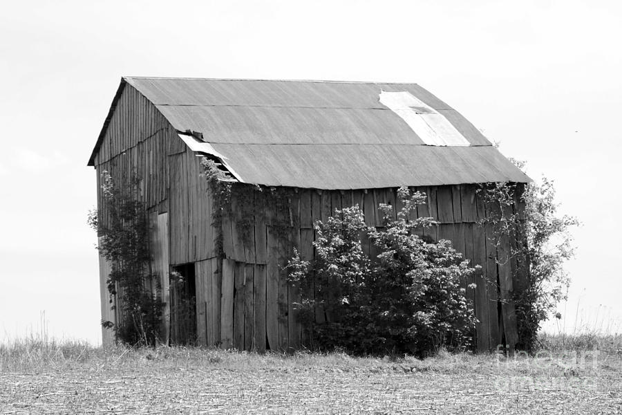 Tree Photograph - Barn in Kentucky no 58 by Dwight Cook