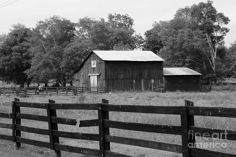 Tree Photograph - barn in Kentucky no 73 by Dwight Cook