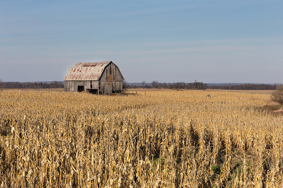 Barn in the corn Photograph by Josef Pittner
