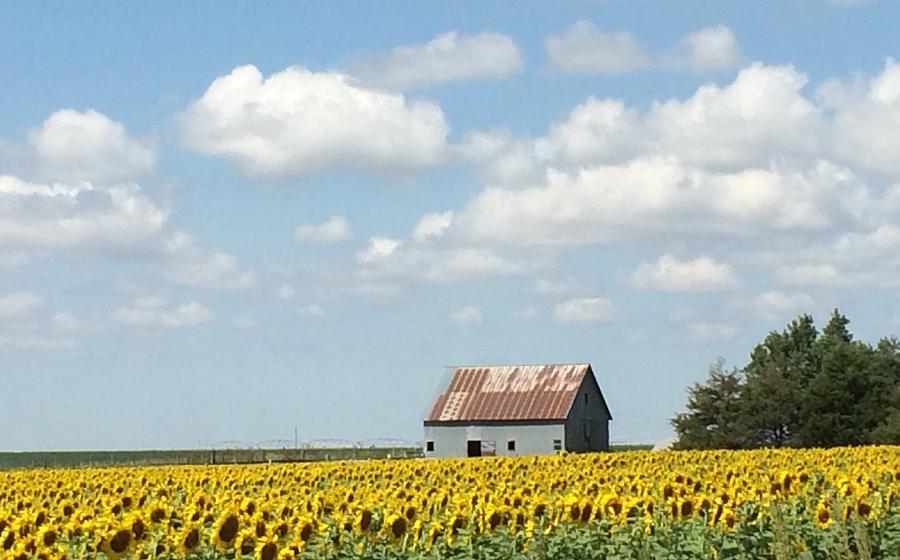 Barn Photograph - Barn  in the midst of Sunflowers by Weathered Wood