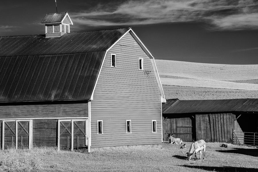 Barn in the Palouse Photograph by Jon Glaser