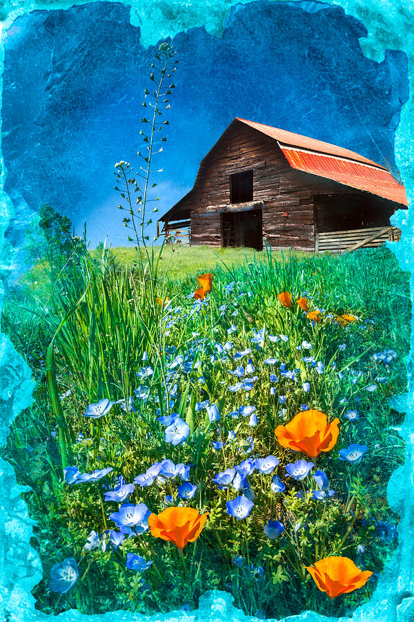Mountain Photograph - Barn in the Wildflowers by Debra and Dave Vanderlaan