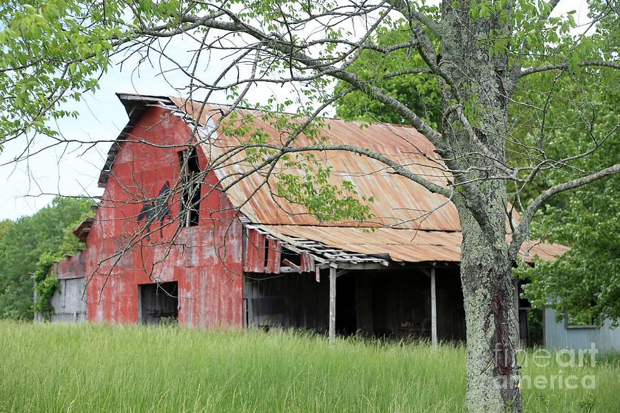 Tree Photograph - barn in TN no 4 by Dwight Cook