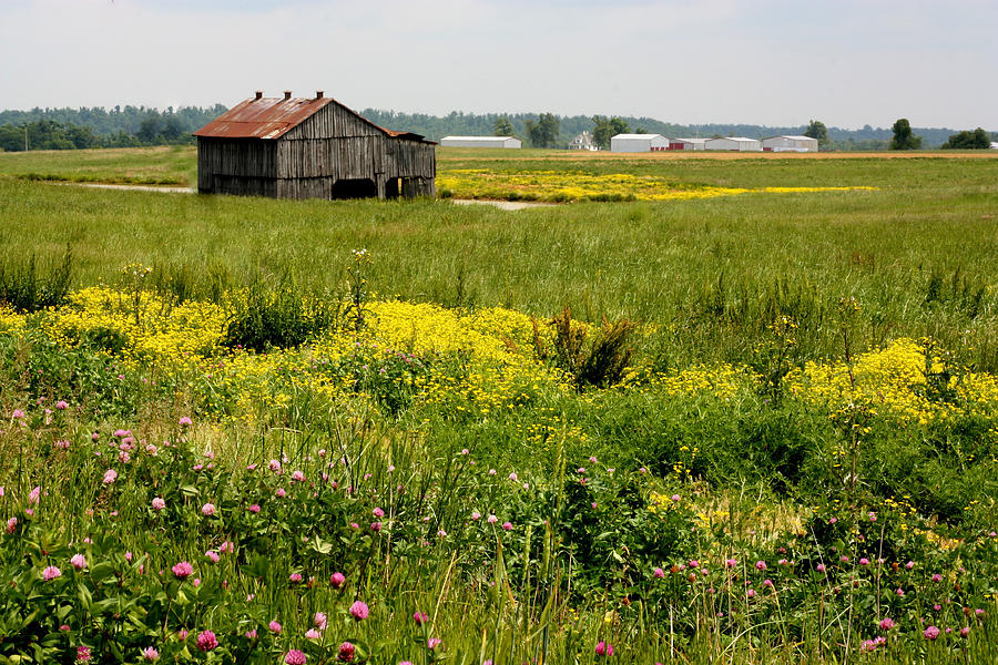 173 - Barn in Wildflowers Photograph by Angela Comperry