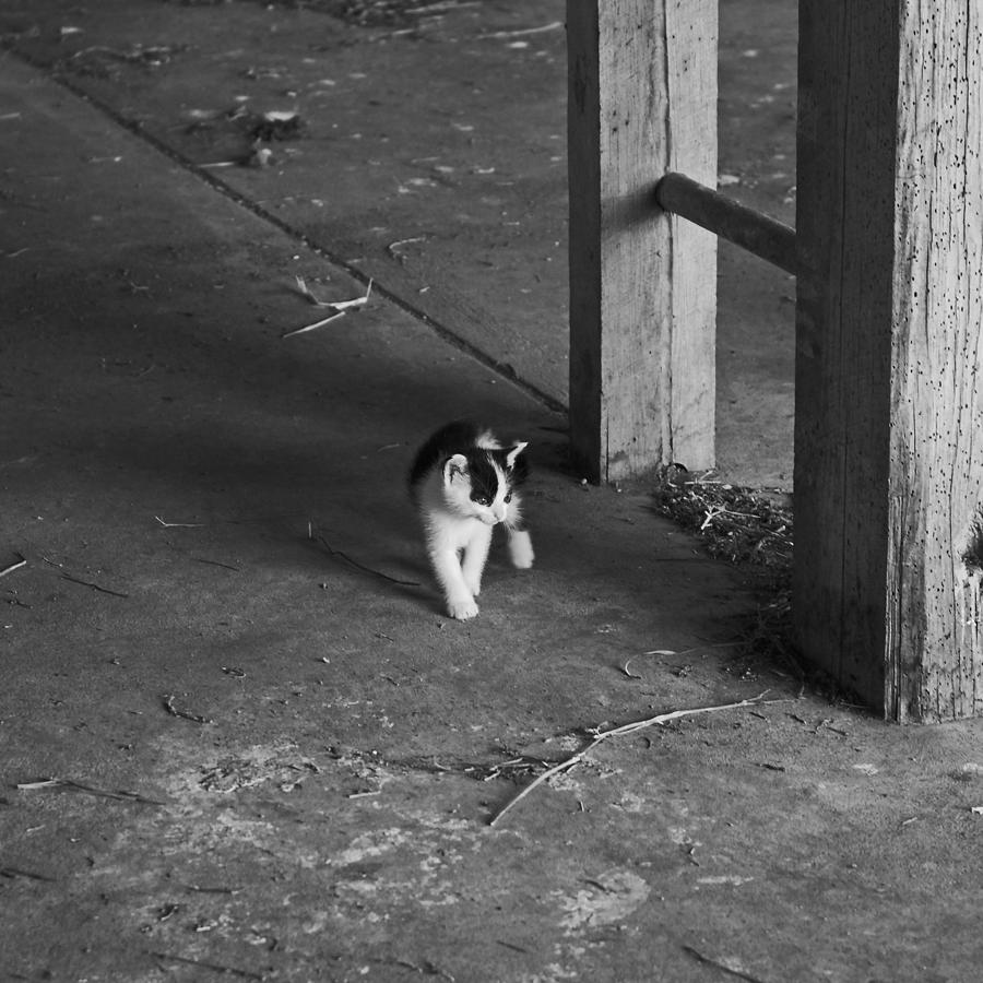 Barn kitten Photograph by Wilma  Birdwell