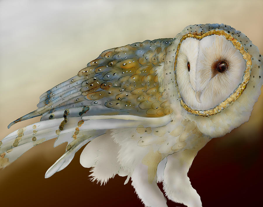 Barn Owl 12 Painting By Jeannine Chappell   Barn Owl 12 Jeannine Chappell 