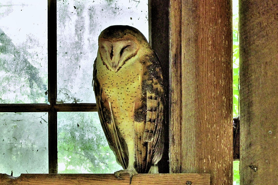 Barn Owl 2 Photograph By John Trommer