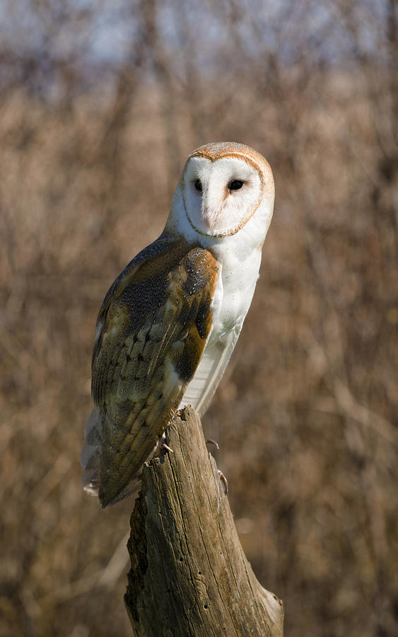 Barn Owl 2 Photograph by Tracy Winter
