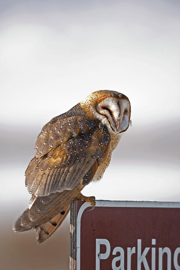 Barn Owl 8840 Tyto Alba Photograph By Michael Trewet