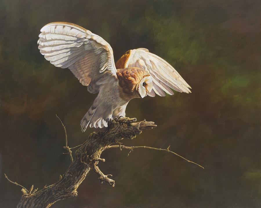 Wildlife Painting - Barn Owl by Alan M Hunt