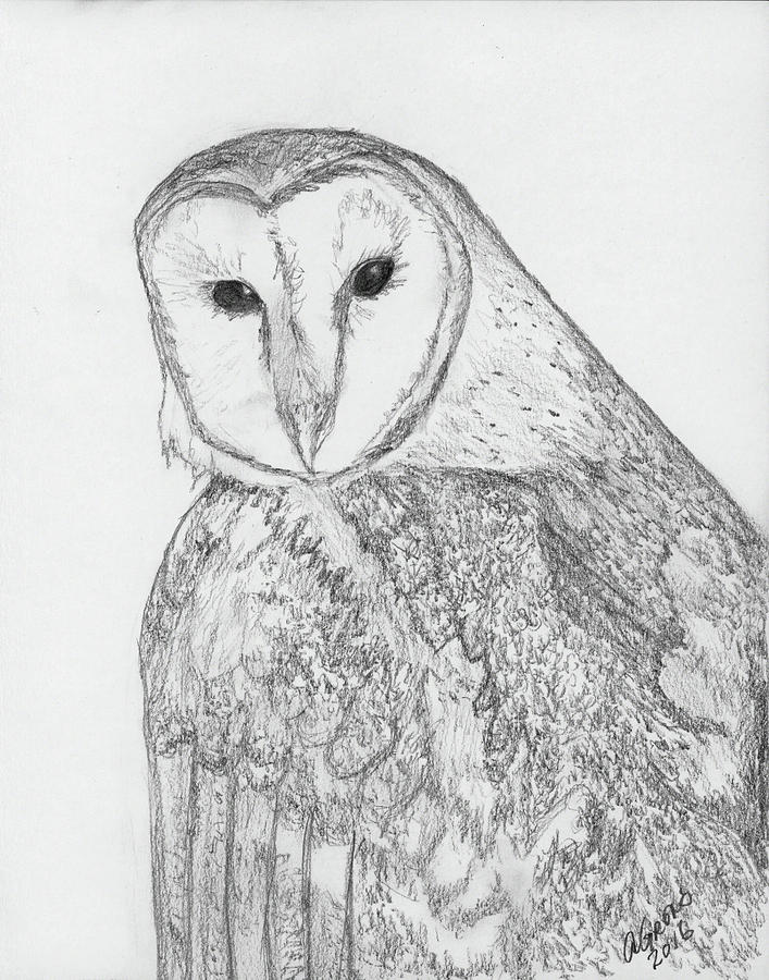 Barn Owl Drawing by Alexis Grone - Fine Art America