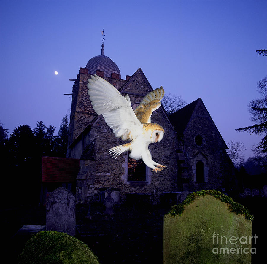 Barn Owl alighting on gravestone Photograph by Warren Photographic