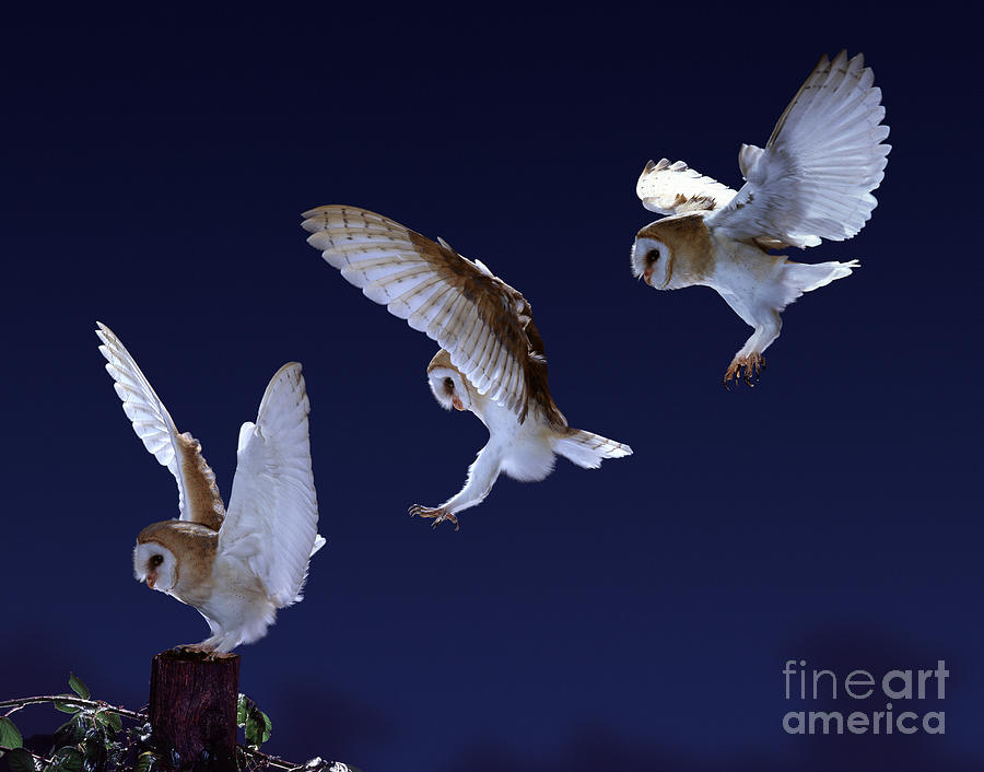 Barn Owl alighting triple image Photograph by Warren Photographic