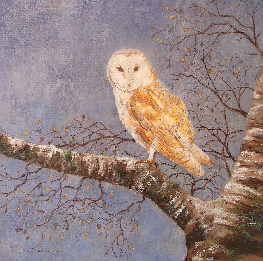 Owl Painting - Barn Owl and Birch by Stuart Parnell