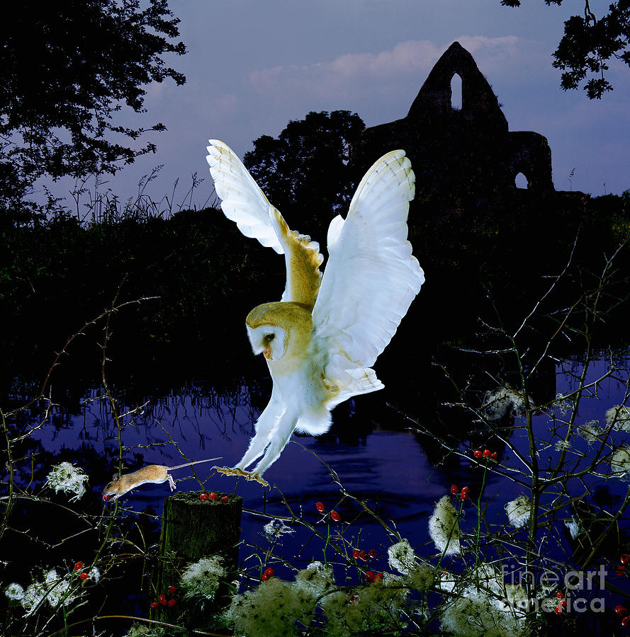 Barn Owl and church by a river Photograph by Warren Photographic