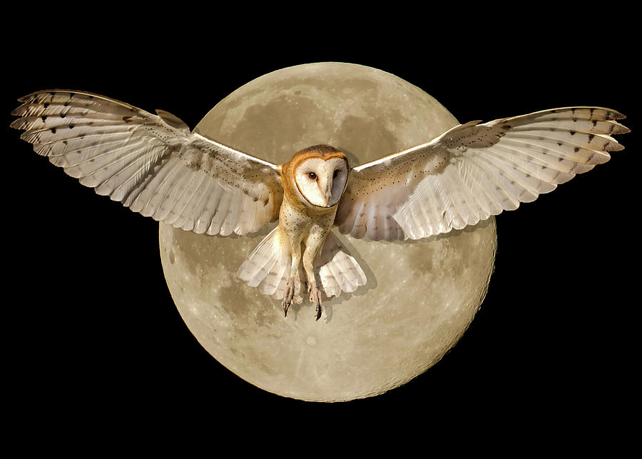 Barn Owl and Supermoon Composite Photograph by Dawn Key
