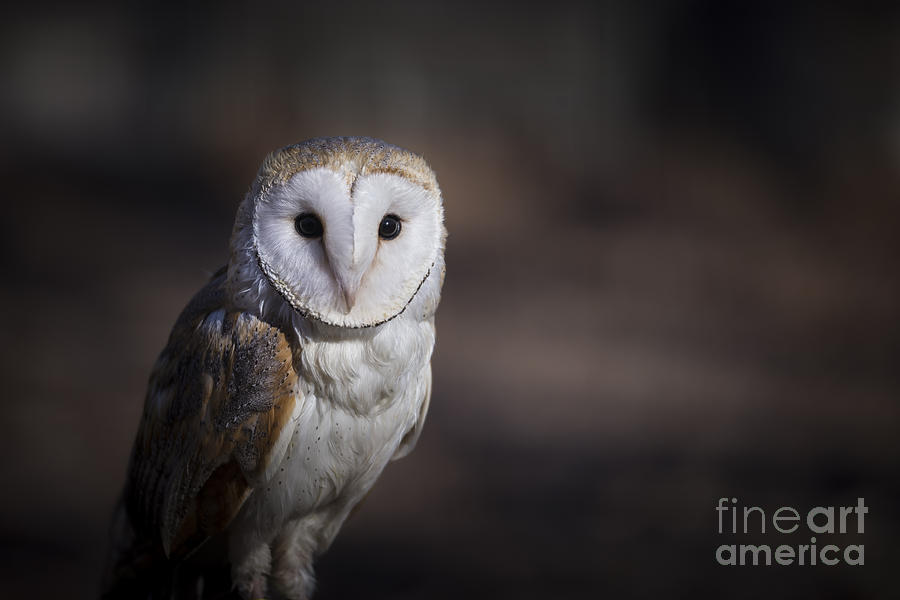Barn Owl Photograph by Andrea Silies