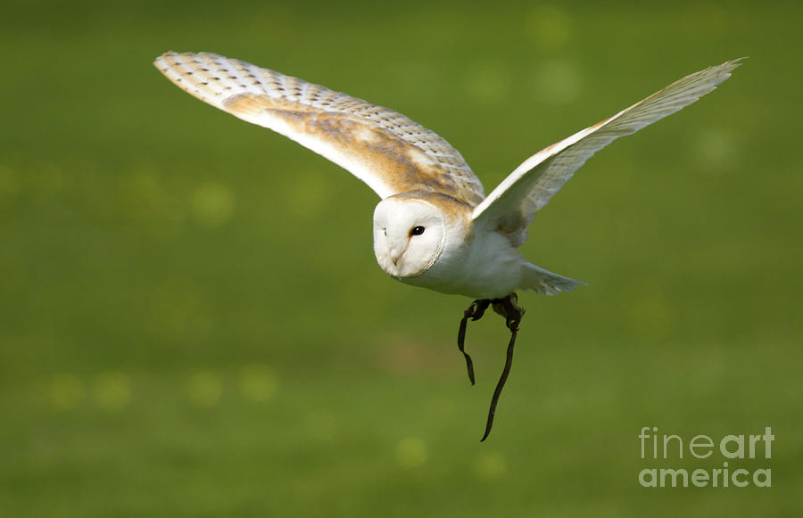 Owl Photograph - Barn Owl by Ang El