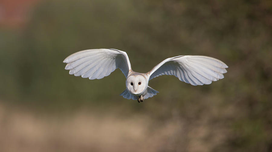 Barn Owl Approaching Photograph by Pete Walkden
