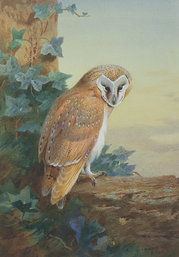 Barn Owl Painting by Archibald Thorburn