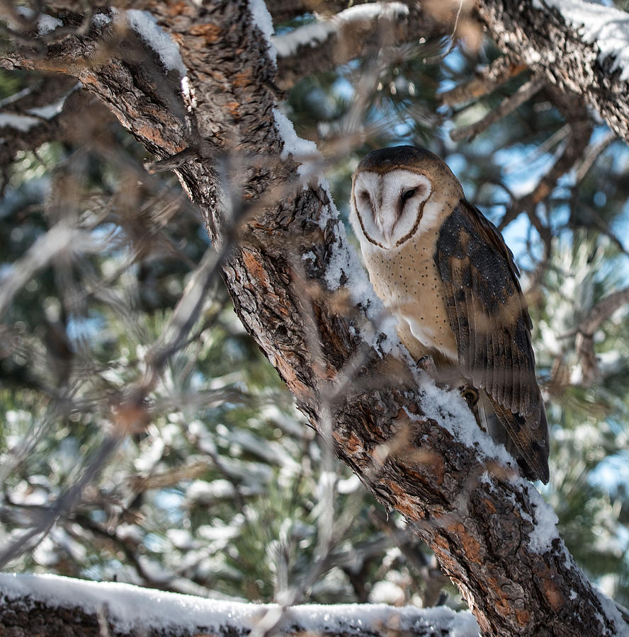 Barn Owl Photograph by Art Atkins