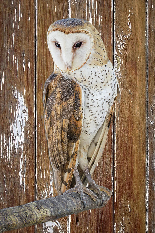 Barn Owl Artistic Portrait Photograph by Dawn Currie