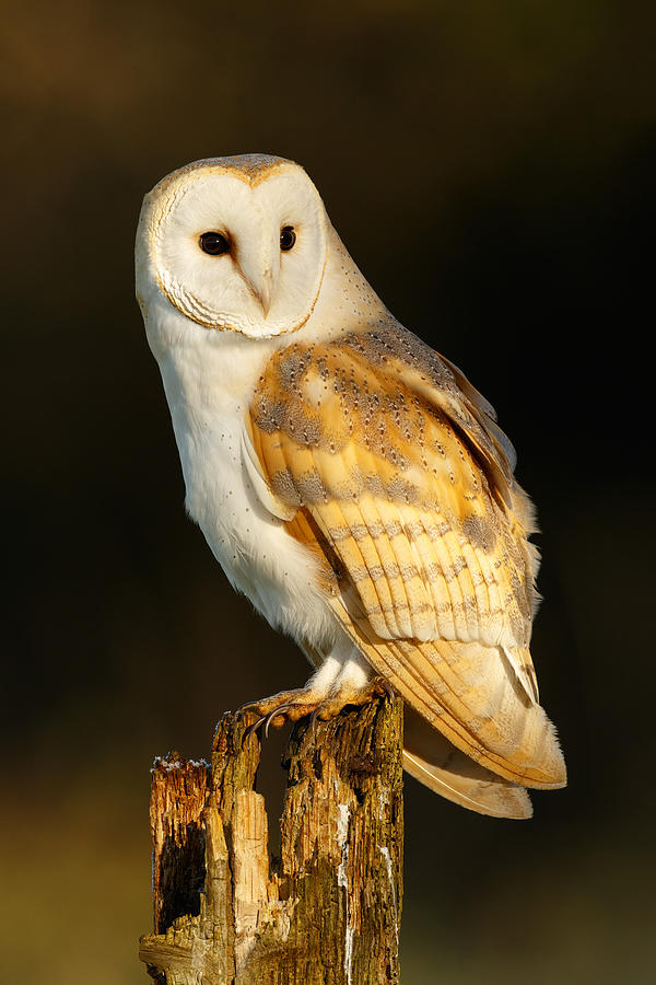 Barn Owl At Dawn Photograph by Simon Litten