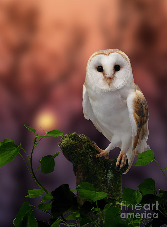 Sunset Photograph - Barn Owl at sunset by Warren Photographic