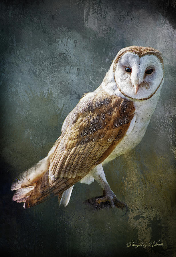 Barn Owl Beauty Digital Art by Anita Hubbard | Fine Art America