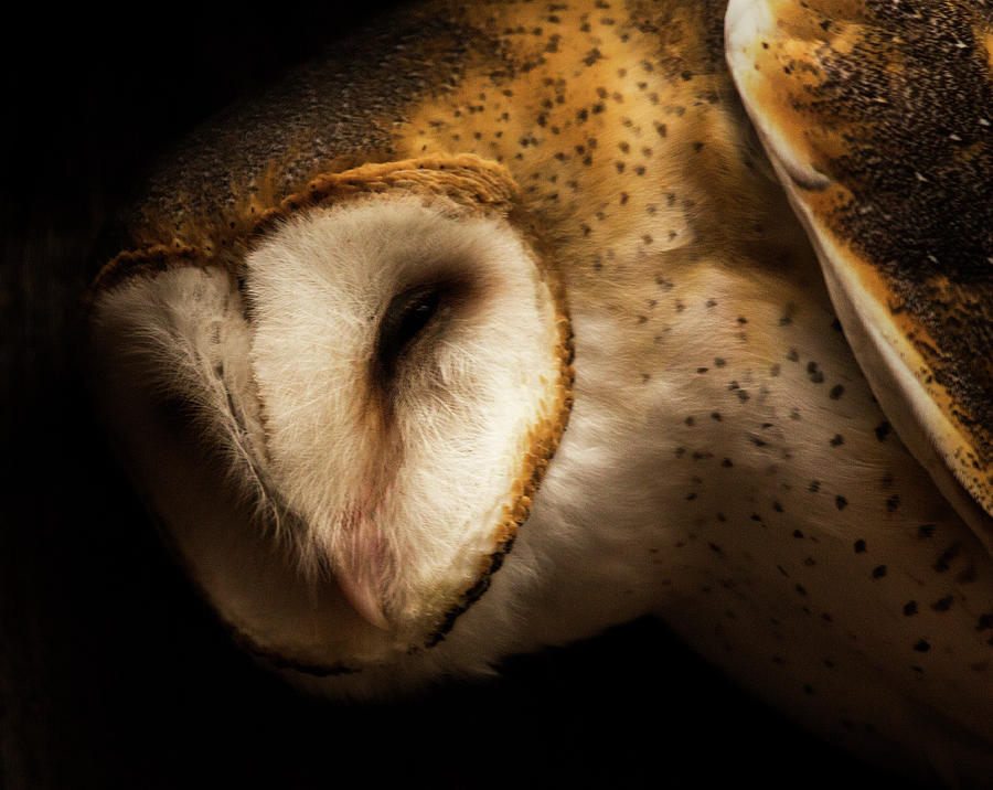 Barn Owl Photograph by Bob Cournoyer